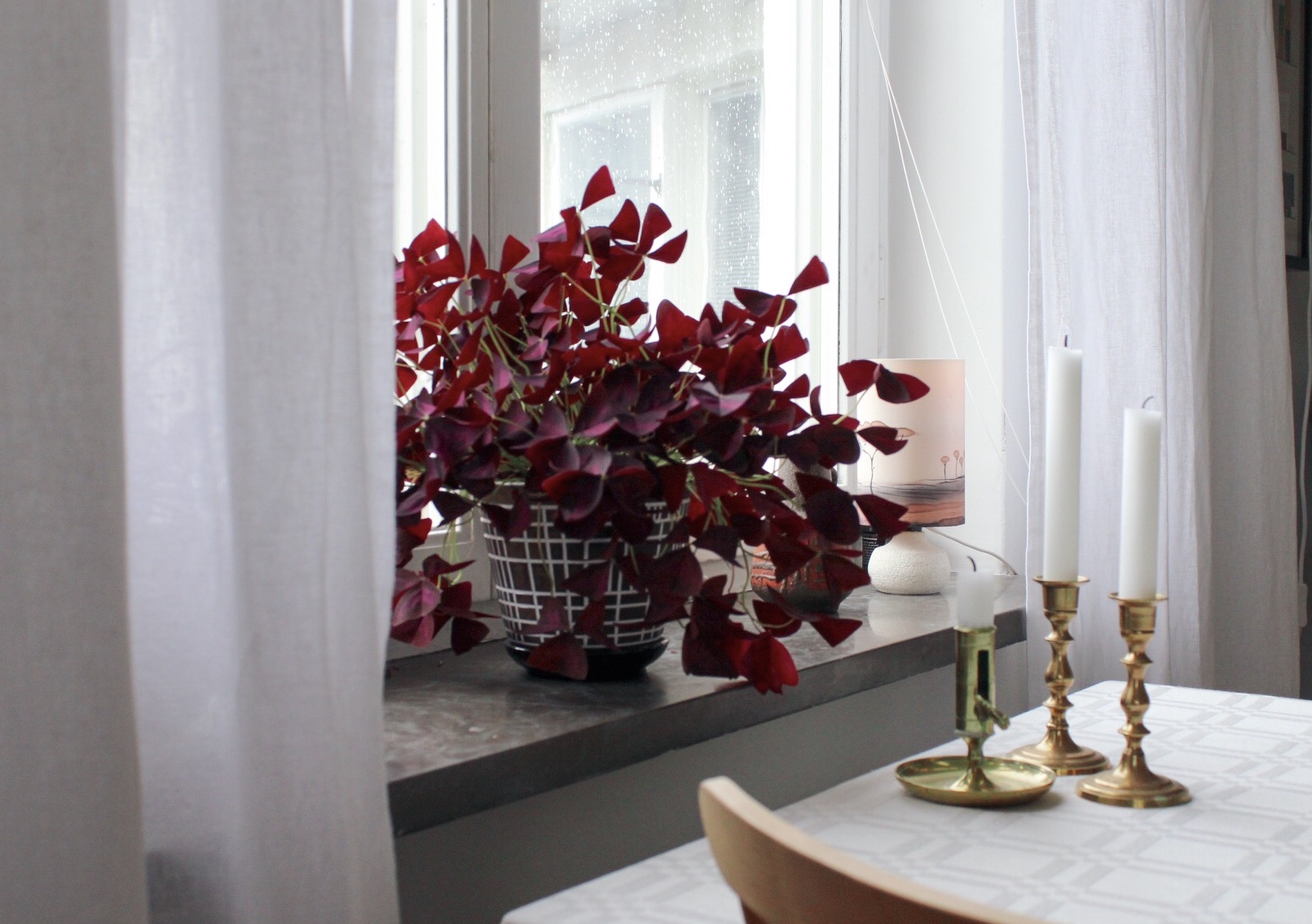 flowers in window