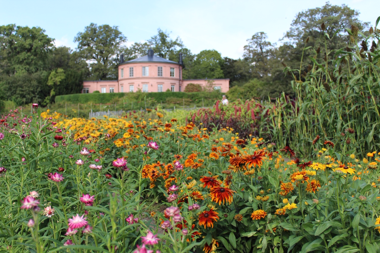 Garden flowers